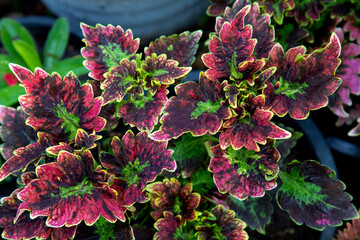 Plectranthus scutellarioides, beautiful ceoleus plant in the garden.