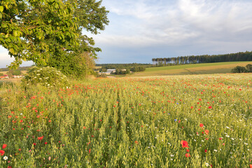 blühende Wiesen und Felder