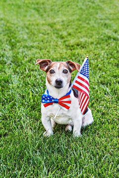 Dog sits in American flag bow tie with USA flag on green grass looking at camera. Celebration of Independence day, 4th July, Memorial Day, American Flag Day, Labor day party event