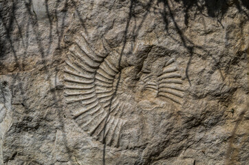 Possil ammonite in Ojcowski National Park, Poland