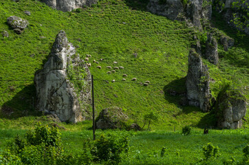 Flock of sheep bewteen rocks, Ojcowski National Park, Poland - obrazy, fototapety, plakaty