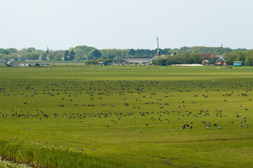 Obraz premium Rotgans, Dark-bellied Brent Goose, Branta bernicla