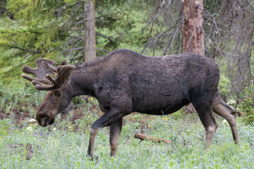 Moose in the Colorado Rocky Mountains