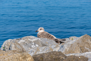 seagull resting on the rock, by the sea,