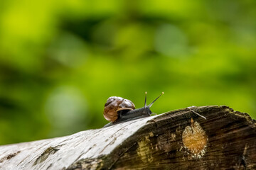 A beautiful snail on a tree in a forest in the so called mönchbruch natural reserve in Hesse, Germany.
