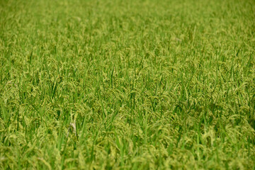 rice1