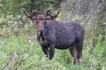 Moose in the Colorado Rocky Mountains
