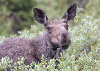 Moose in the Colorado Rocky Mountains