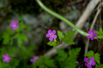 Purple flowers in the forest, Ojcowski National Park, Poland - obrazy, fototapety, plakaty