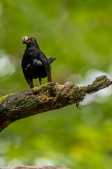 An excited male blackbird songbird with food in its mouth on a branch of a tree in a forest in the so called Mönchbruch natural reserve in Hesse, Germany.