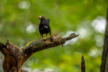 An excited male blackbird songbird with food in its mouth on a branch of a tree in a forest in the so called Mönchbruch natural reserve in Hesse, Germany.