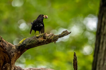 An excited male blackbird songbird with food in its mouth on a branch of a tree in a forest in the so called Mönchbruch natural reserve in Hesse, Germany.