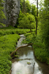 Stream in the forest, Ojcowski National Park, Poland