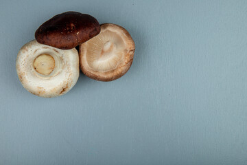 top view of fresh mushrooms isolated on light blue background with copy space