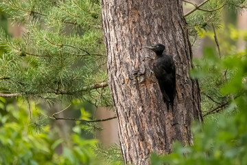 A black woodpecker on a tree at the Mönchbruch natural reserve in Mörfelden-Walldorf Hesse, Germany.