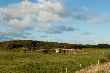 Fototapeta premium Paarden op Vlieland, Horses at Vlieland