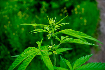 close up of hemp cannabis leaf