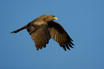 Obraz premium Geelsnavelwouw, Yellow-billed Kite, Milvus aegyptius