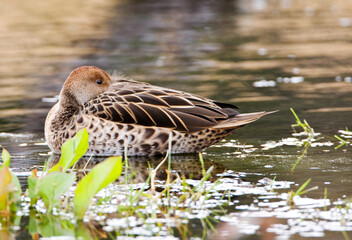 Geelbekpijlstaart, Yellow-billed Pintail, Anas georgica