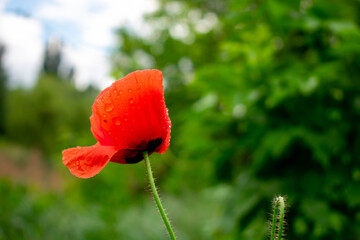 red poppy flower