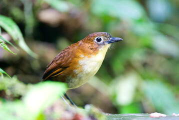 Geelborstmierpitta, Yellow-breasted Antpitta, Grallaria flavotincta