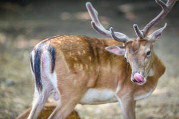 Fallow Deer ,Varna Zoo