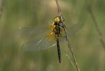 Fototapeta na wymiar Yellow-winged Darter, Geelvlekheidelibel, Sympetrum flaveolum