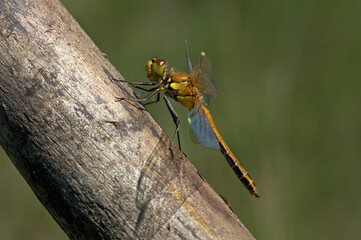 Yellow-winged Darter, Geelvlekheidelibel, Sympetrum flaveolum