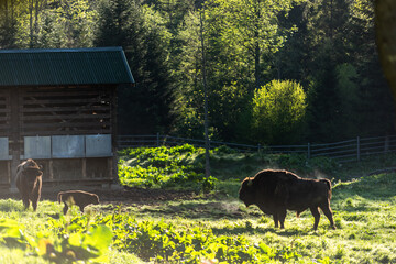 European bison (Bison bonasus) in Reserve at Muczne in Bieszczady Mountains, Poland with Young Calf...