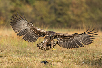 White-tailed eagle, haliaeetus albicilla, landing on the ground from front view. Bird of prey spreading large wings on a hay field with yellow grass. Animal wildlife in nature.