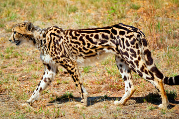 Cheetah, Acinonyx jubatus, Wildlife Reserve, South Africa, Africa