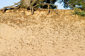 Kootwijkerzand, Kootwijk, Veluwe, Netherlands