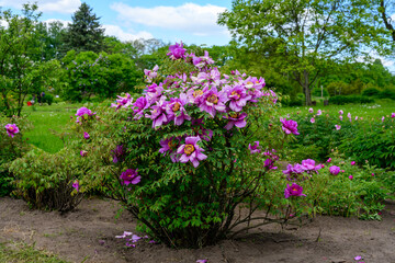 High resolution photo of a bush with flowers in a green garden.
