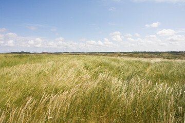 Dunes of Texel