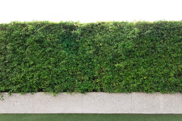 Tree wall fence garden decoration with concrete and glass floor