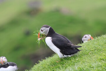 Puffin with grass on Mykines Island on Faroe Islands, Denmark