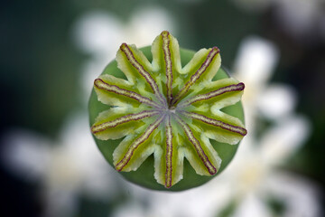 poppy bud, green poppy seed cake