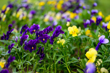 High resolution photo of violet flowers in the garden.