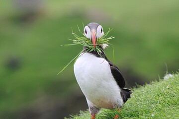 Puffin with grass on Mykines Island on Faroe Islands, Denmark
