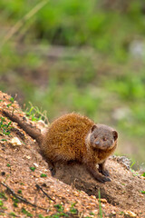 Dwarf mongoose, Helogale parvula, Kruger National Park, South Africa, Africa