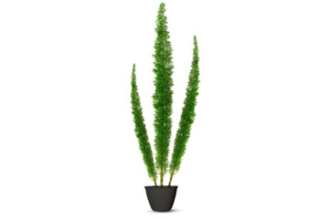 Foxtail fern (Asparagus Densiflorus) isolated on white background