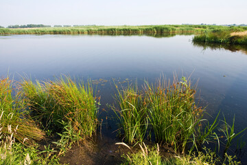 Groene Jonker, Zevenhoven, Netherlands