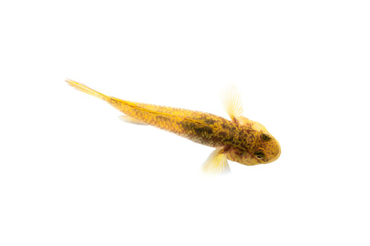 top view of goby fish on white background, macro photograpy