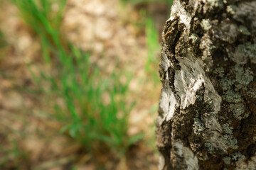 Birch bark close up and defocused spring ground.