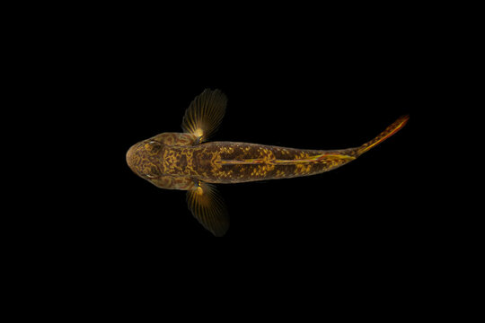 top view of goby fish on black background