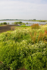 Groene Jonker, Zevenhoven, Netherlands