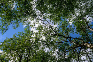 High resolution photo of blue sky with tree branches background - 442530116