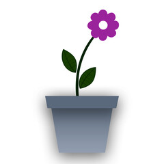 flower in a pot