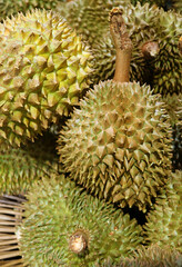 Naklejka na ściany i meble Heap of Durian fruits for sale in the local market