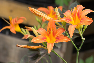 Obraz premium Brown-orange flowers of the daylily Hemerocallis fulva on the background of a wooden fence.